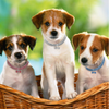 Collier De Chien En Cristal Mignon