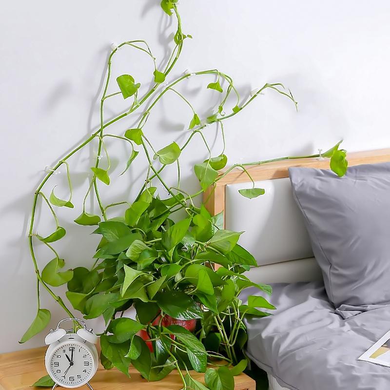 Clip Mural pour Plantes Grimpantes (30 pièces)